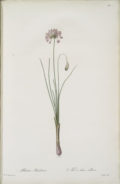 Art Print : Allium arenarium, 1759 - Vintage Wall Art