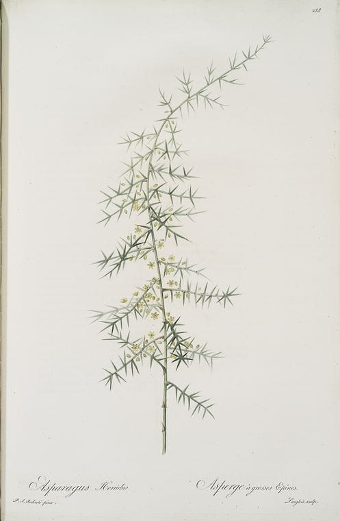 Art Print : Asparagus amarus, 1759 - Vintage Wall Art
