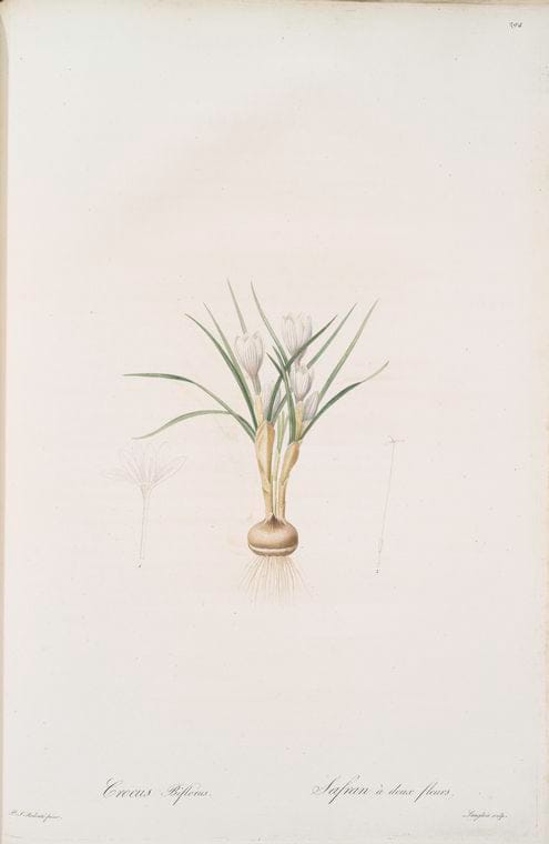 Art Print : Crinum taitense, 1759 - Vintage Wall Art