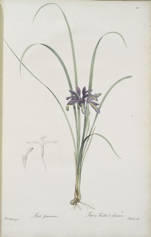 Art Print : Iris germanica VAR. floretina, 1759 - Vintage Wall Art