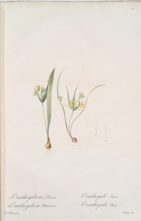 Art Print : Ornithogalum fistulosum, 1759 - Vintage Wall Art