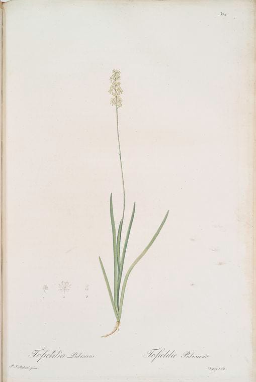 Art Print : Tofieldia palustris, 1759 - Vintage Wall Art