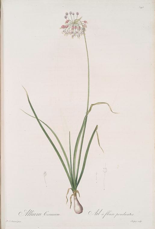 Art Print : Allium brachystemon, 1759 - Vintage Wall Art