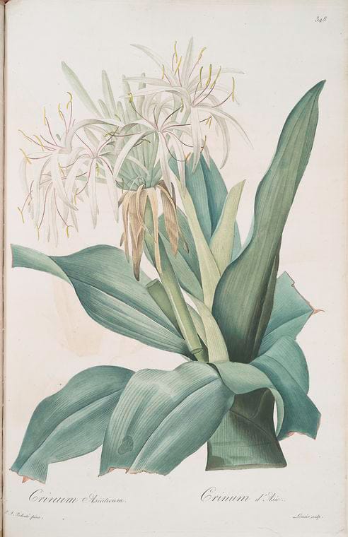 Art Print : Crinum americanum, 1759 - Vintage Wall Art V2