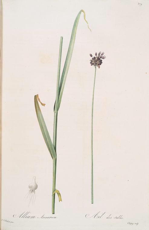Art Print : Allium angulosum, 1759 - Vintage Wall Art