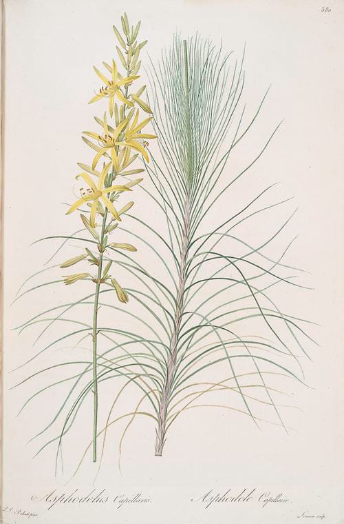 Art Print : Asparagus tricarinatus, 1759 - Vintage Wall Art