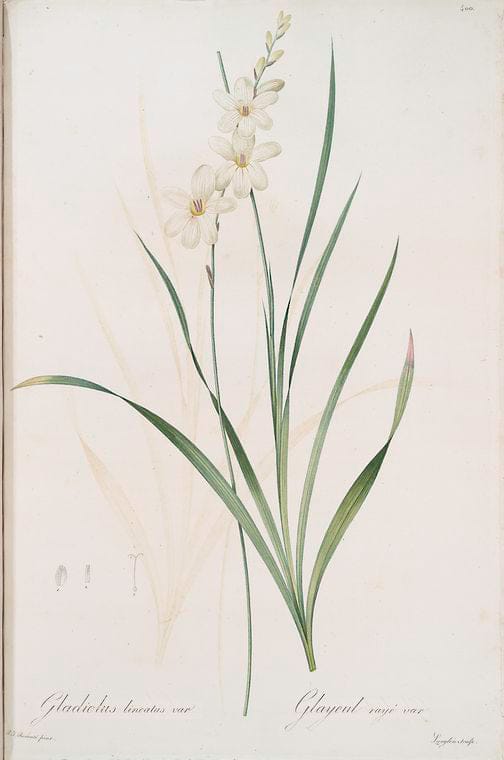 Art Print : Gladiolus gracilis, 1759 - Vintage Wall Art