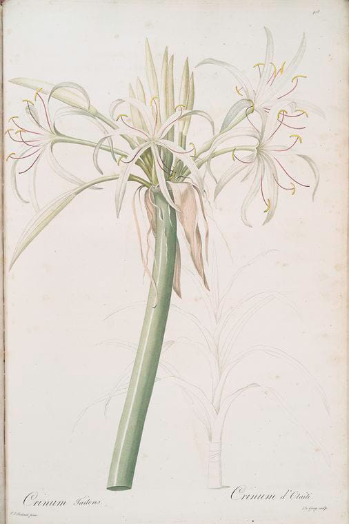 Art Print : Crinum erubescens, 1759 - Vintage Wall Art