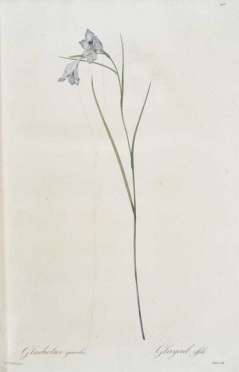 Art Print : Gladiolus cuspidatus, 1759 - Vintage Wall Art