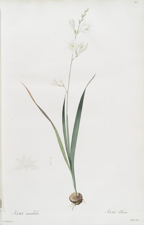 Art Print : Ixia bulbocodium, 1759 - Vintage Wall Art