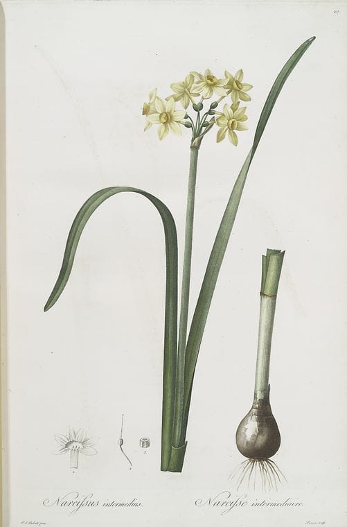 Art Print : Narcissus intermedius, 1759 - Vintage Wall Art V1