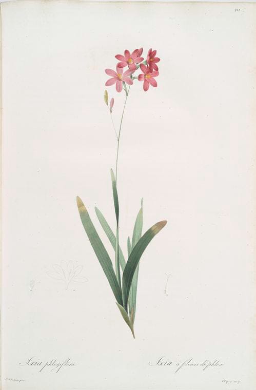 Art Print : Ixia Patens, 1759 - Vintage Wall Art