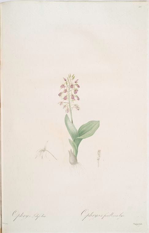 Art Print : Ophiostachys virginica, 1759 - Vintage Wall Art