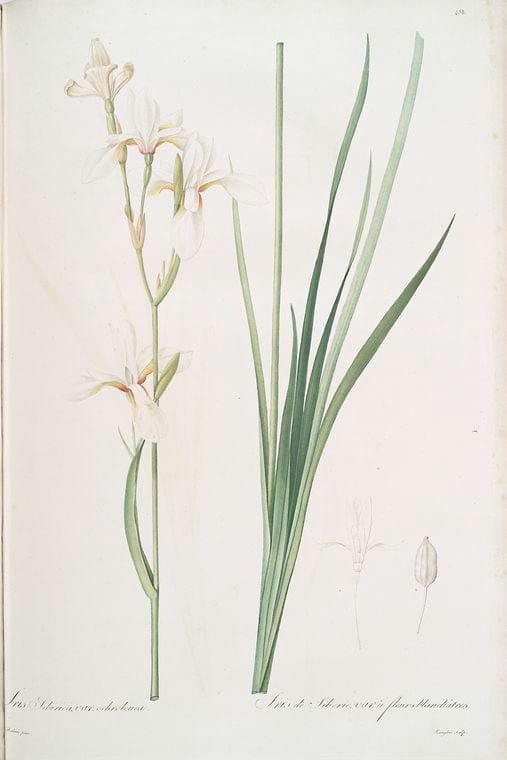 Art Print : Ixia recurva ; Ixia filifolia, 1759 - Vintage Wall Art