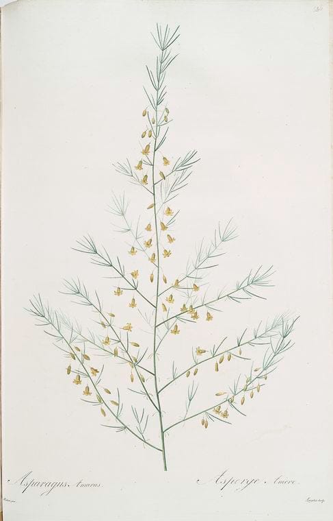 Art Print : Ash colourd lierwort, 1739 - Vintage Wall Art