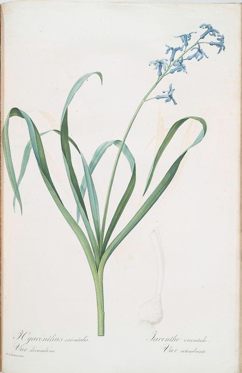 Art Print : Hyacinthus amethystinus, 1759 - Vintage Wall Art