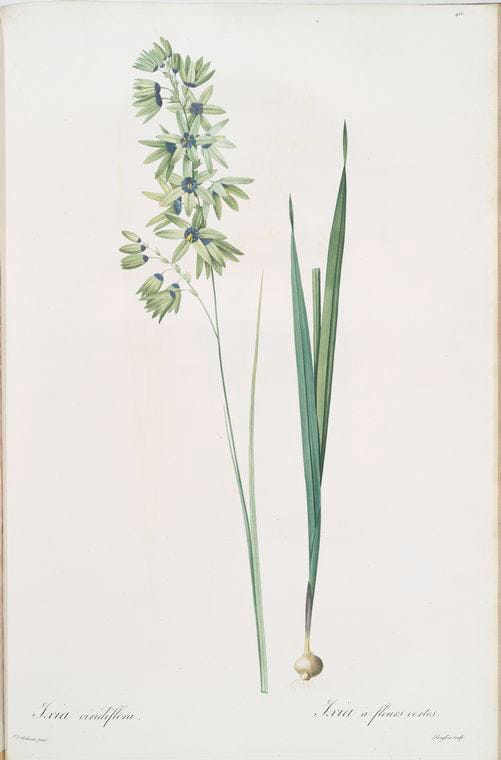 Art Print : Ixia sibirica VAR. ochroleuca, 1759 - Vintage Wall Art