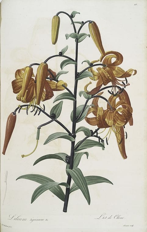 Art Print : Lignum Vitae of Jamaica, Lignum Vitae of Brasil, 1739 - Vintage Wall Art