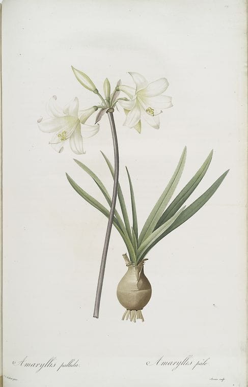 Art Print : Amaryllis Montana, 1759 - Vintage Wall Art