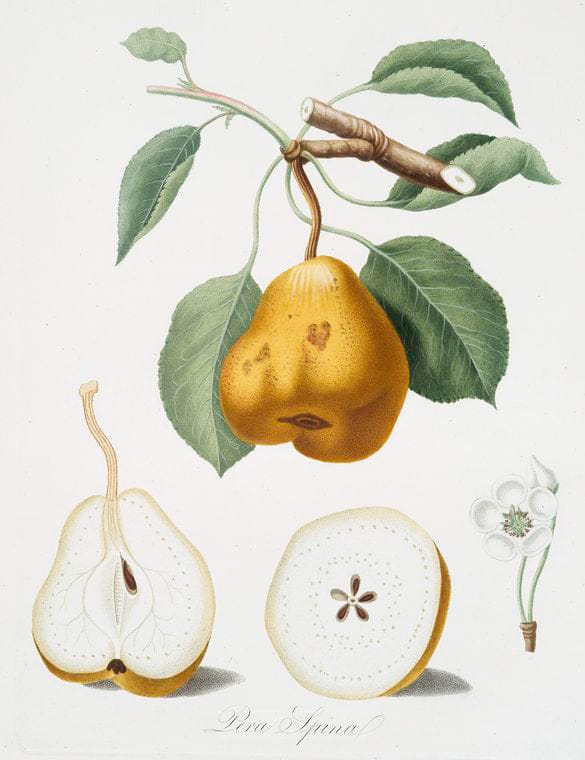 Art Print : Pera spiccagnola Gialla a buccia paonazza. [Persica Iulodermis ; Peach], 1817 - Vintage Wall Art