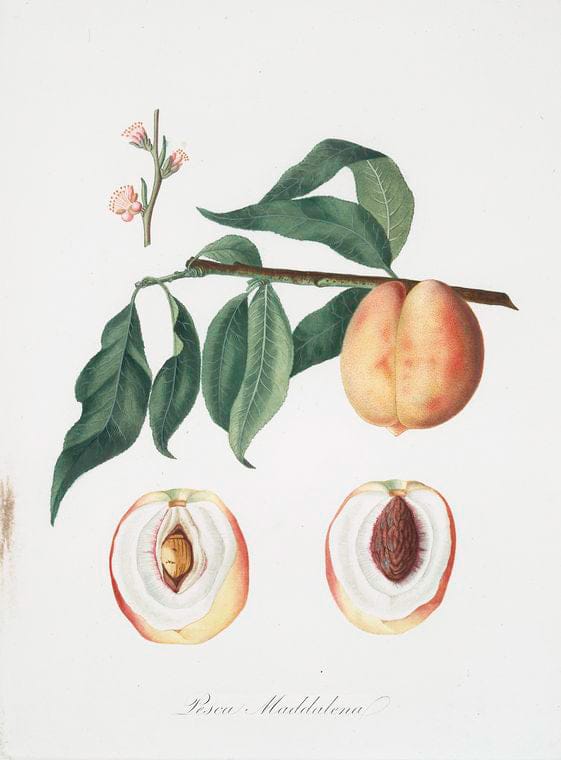 Art Print : Pesca duracina spiccacciola, o Spiccacciola Gialla Rossa tirdiva. [Peach], 1817 - Vintage Wall Art