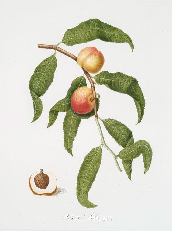 Art Print : Pesca Alberges. [Persica Alberges ; Peach], 1817 - Vintage Wall Art