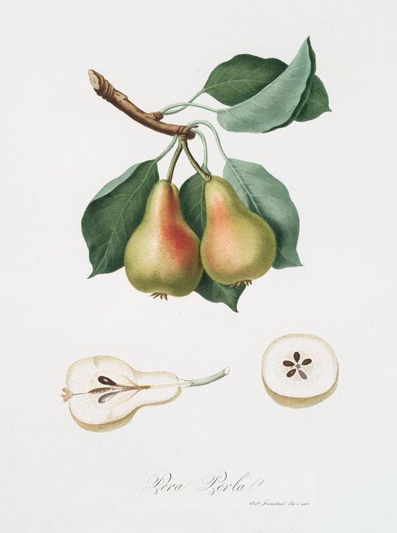 Art Print : Pera Perla. [Pyrus Perla ; Pear], 1817 - Vintage Wall Art