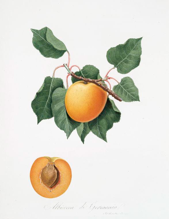 Art Print : Albicocca di Germania. [Vulgaris Germanica], 1817 - Vintage Wall Art