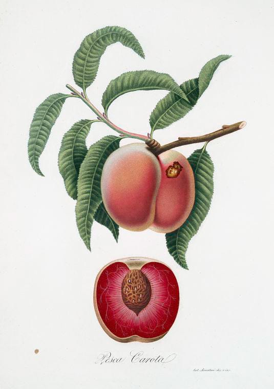 Art Print : Pesco carota. [Persica carota], 1817 - Vintage Wall Art