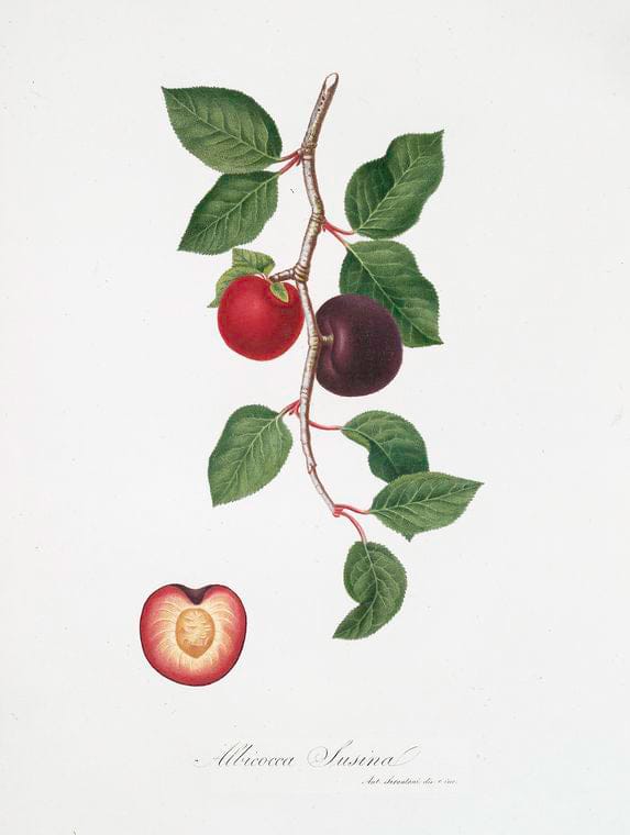 Art Print : Albicocco Susino. [Armeniaca prunata ; Apricot], 1817 - Vintage Wall Art