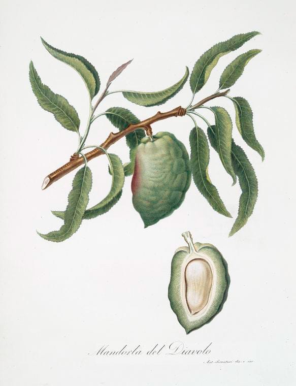 Art Print : Mandorla del Diavolo. [Communis naxea ; Almond], 1817 - Vintage Wall Art