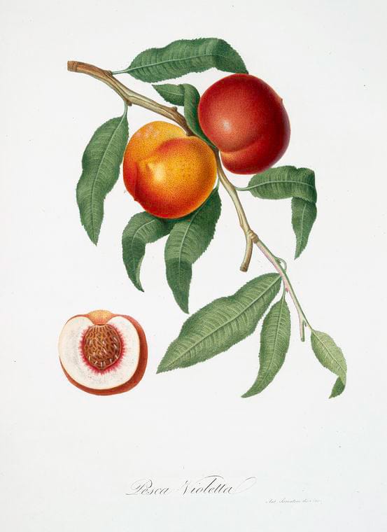 Art Print : Pesca Violetta. [Pesco-Noce ; Persica violacea], 1817 - Vintage Wall Art