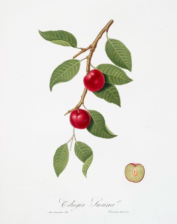 Art Print : Ciliegia Susina. [Myrobalan Plum, Cherry Plum], 1817 - Vintage Wall Art