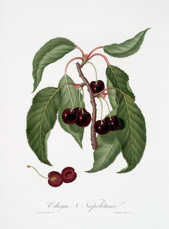 Art Print : Ciliega Napoletana. [Cerasus Duracina ; Hard-fleshed Cherry], 1817 - Vintage Wall Art