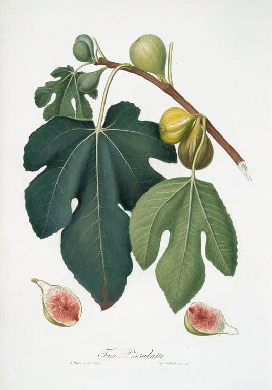 Art Print : Fico Pissaluto. [Ficus carica Sativa ; Figs], 1817 - Vintage Wall Art