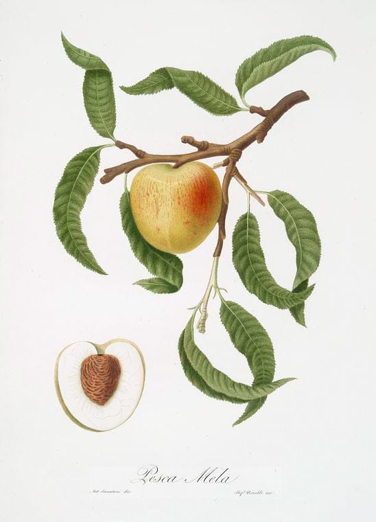 Art Print : Pesca Mela. [Persica Mali-formis ; Peach], 1817 - Vintage Wall Art