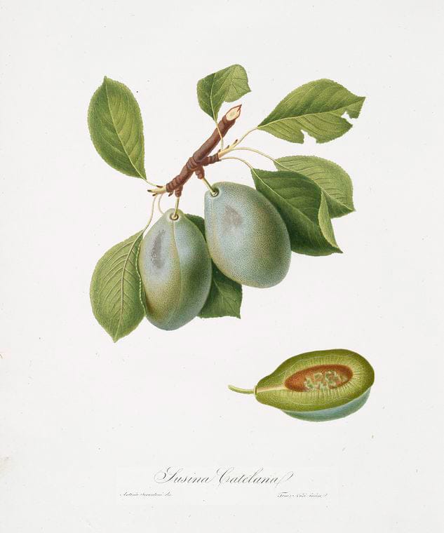 Art Print : Susina Catelana. [Prunus Catalanica], 1817 - Vintage Wall Art