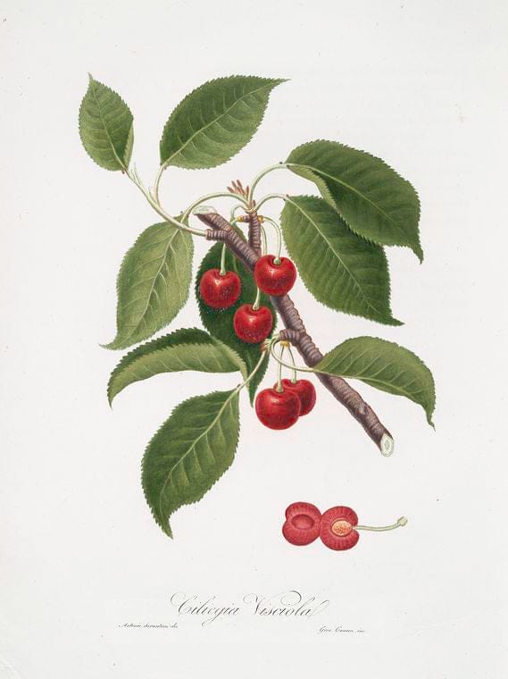 Art Print : Ciliegia visciola. [Cerasus visciola ; Sour Cherry], 1817 - Vintage Wall Art