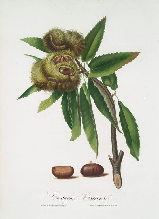 Art Print : Cassia Fistula, 1739 - Vintage Wall Art