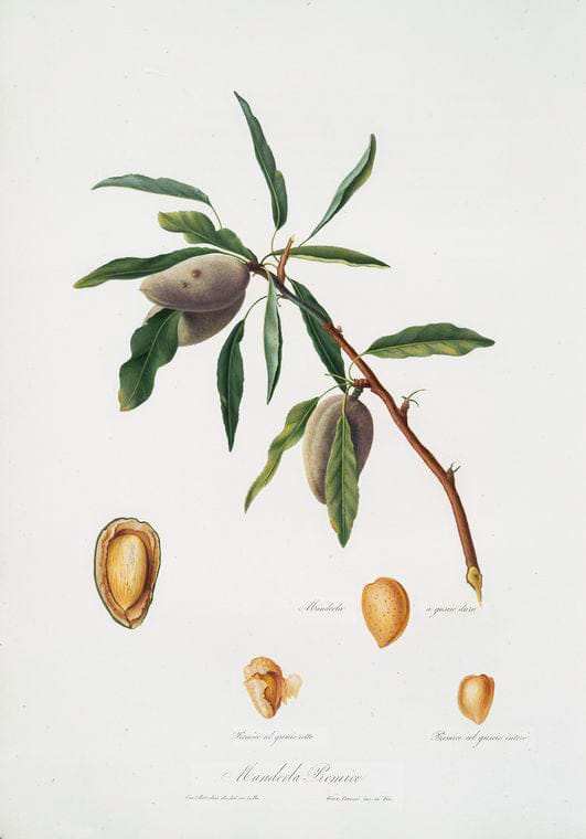 Art Print : Mandorla premice. [Almond ; Guscio tenero], 1817 - Vintage Wall Art