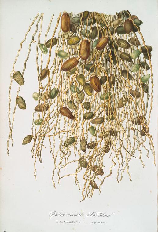 Art Print : Sowerbaea juncea, 1759 - Vintage Wall Art