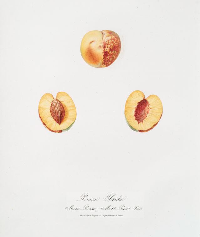 Art Print : Pesco ibrida. Mela Pesca, e Mela Pesca Noce. [Malus persica hybrida ; Nectarine], 1817 - Vintage Wall Art