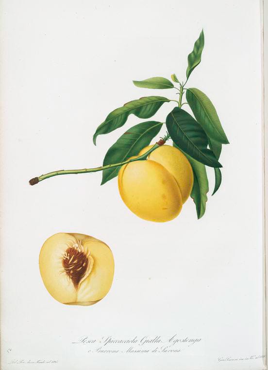 Art Print : Pesca spiccacciola Gialla agostenga o, Burrona massima di Savona. [Persica iulodermis], 1817 - Vintage Wall Art