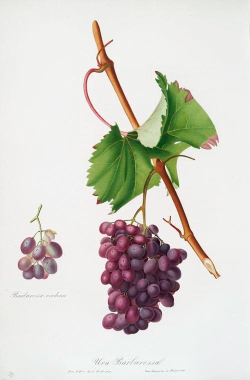 Art Print : Uva Aleatico. [Uva Liatica, o Aleatico di Firenze ; Black Aleatico Grape], 1817 - Vintage Wall Art