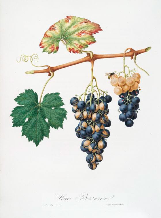 Art Print : Uva bizzaria. [Vites vinifera Bicolor ; Summer Grape], 1817 - Vintage Wall Art