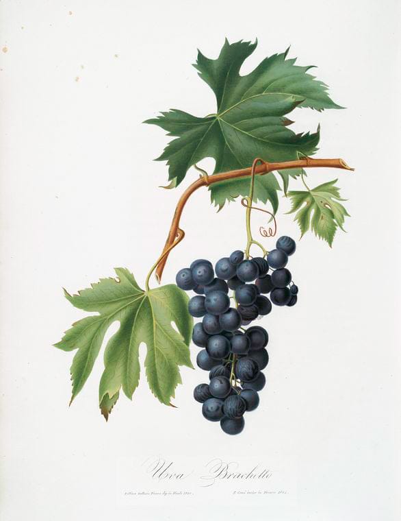 Art Print : Uva brachetto. [Vitis vinifera niceaensis ; Brachetto Grape], 1817 - Vintage Wall Art