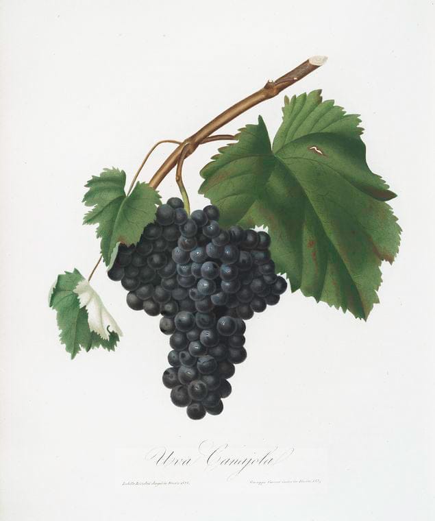 Art Print : Uva Canajola. [Uva Canaiola ; Vitis vinifera etrusca ; Black Canaiolo], 1817 - Vintage Wall Art