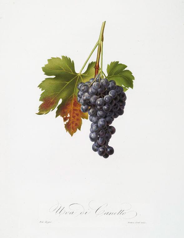 Art Print : Uva di Canetto. [Uvetta di Caneto ; Vitis vinifera circumpadana ; Vespolina or Raisin Grape], 1817 - Vintage Wall Art