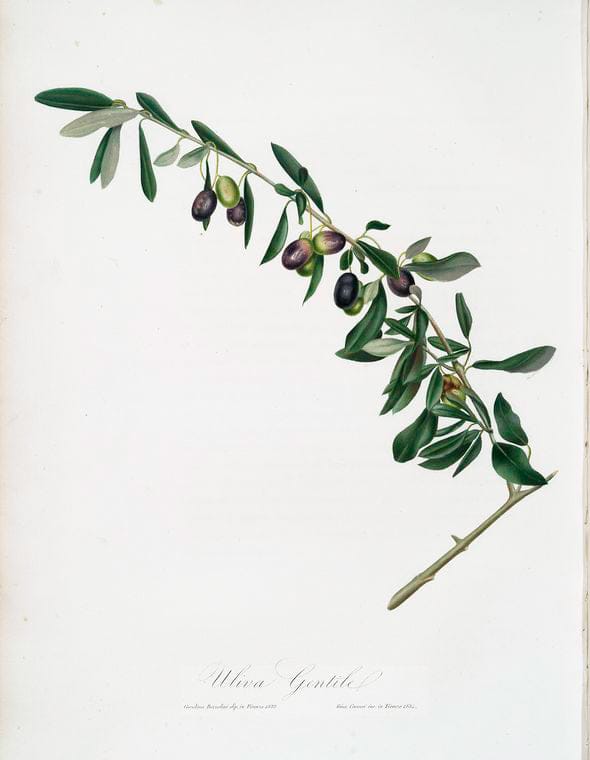 Art Print : Uivers, Goose Grass, 1739 - Vintage Wall Art