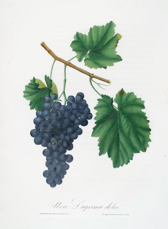 Art Print : Uva Lacrima Dolce. [Vitis vinifera Vallisarnensis ; Lacrima Grapes], 1817 - Vintage Wall Art